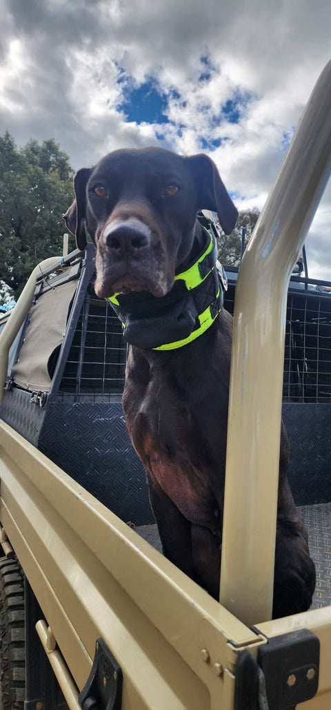 Rip Collar with Inbuilt Tracker Protector