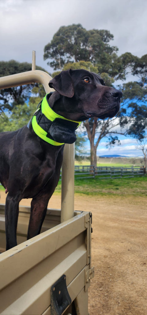 Rip Collar with Inbuilt Tracker Protector