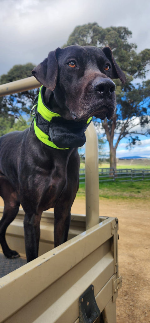 Rip Collar with Inbuilt Tracker Protector