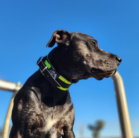Yard Collar