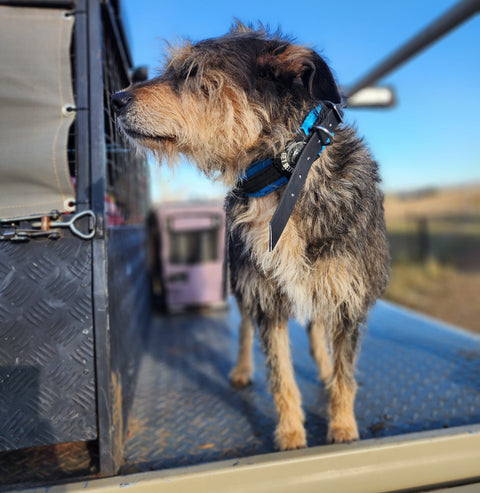 Yard Collar