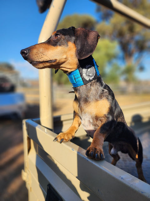 Yard Collar