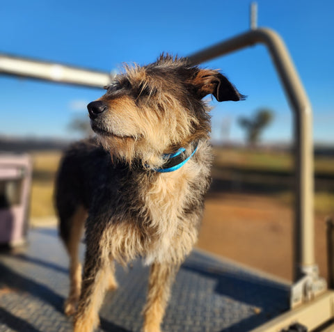 Yard Collar