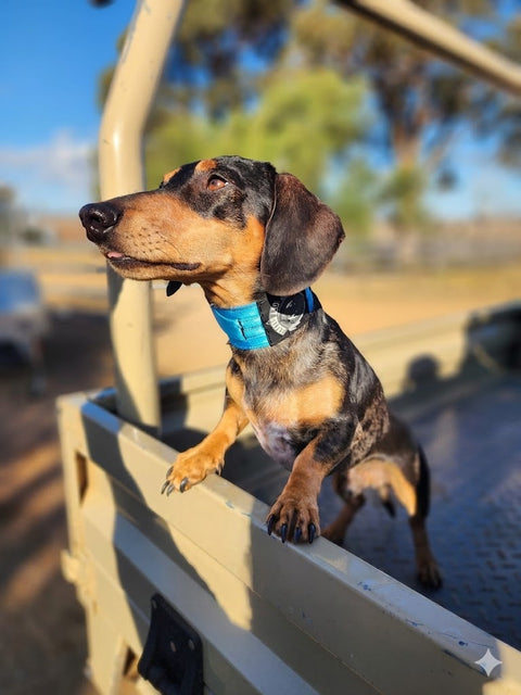 Yard Collar