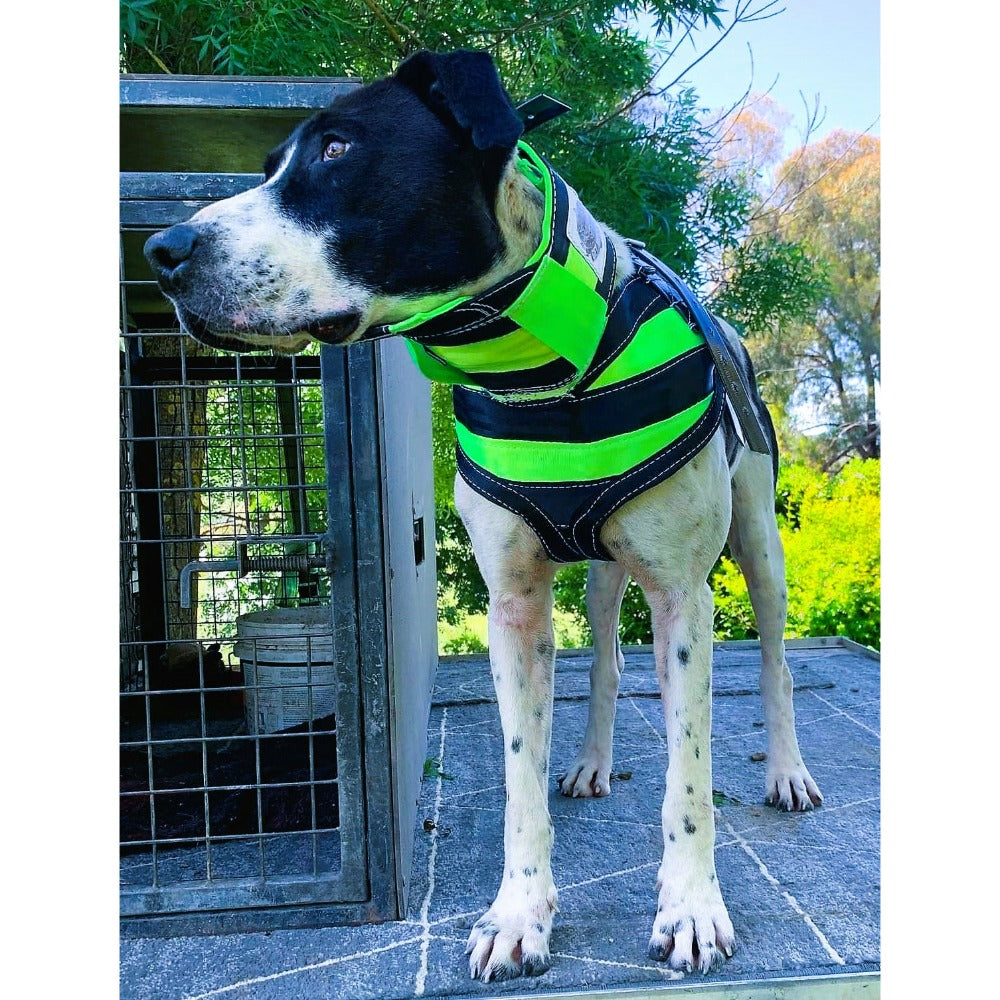 3/4 Chestplate – Get Belted Chestplates Collars